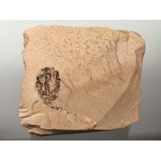 Glyptostrobus europaeus